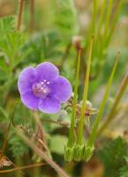 334_Blue_Flower_Prime