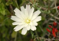 346_Big_White_Flower