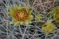 359_Yellow_Cactus_Flower