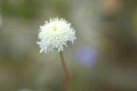363_Fuzzy_White_Flower