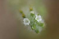 370_Little_White_Flowers