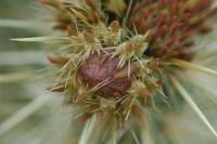 374_Cactus_Bud