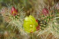 376_Green_Cactus_Flower