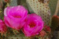 380_Big_Red_Cactus_Flowers